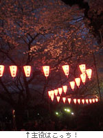 夜桜キレーイ