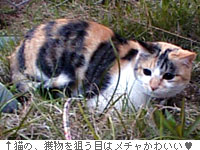 意味はないんだけどさ...